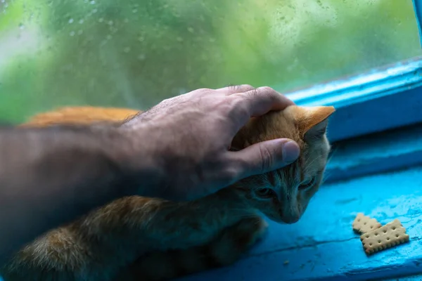 Ember Egy Kóbor Macskát Simogat Kezével — Stock Fotó