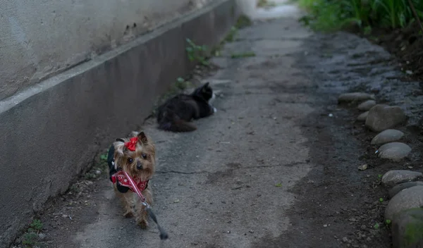 Встреча Кошек Собак Улице — стоковое фото