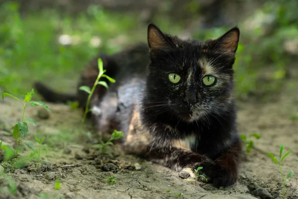 Kat Ligt Grond — Stockfoto