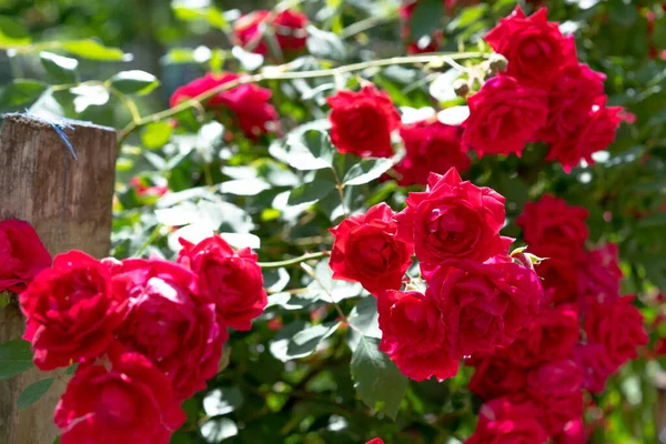 Growing Bush Blooming Rose — Stock Photo, Image