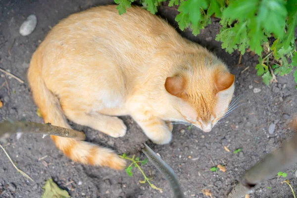 Gato Está Durmiendo Jardín —  Fotos de Stock