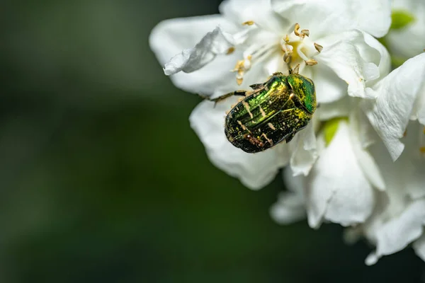 Melolonthaはジャスミンの花に座っています — ストック写真