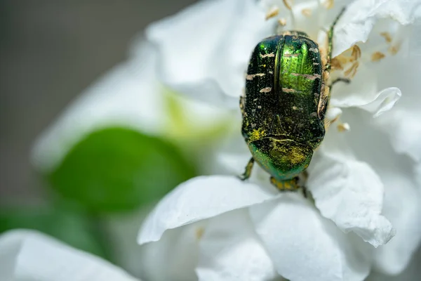 Melolontha Sitter Sjasminblomst – stockfoto