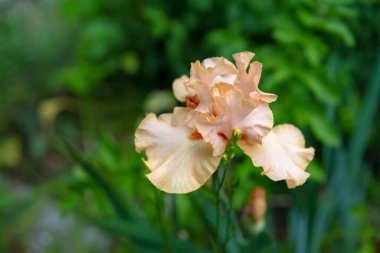 Iris bitkilerin arka planında büyür.