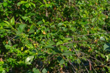 Olgunlaşmamış kiraz ağaçta yetişir.