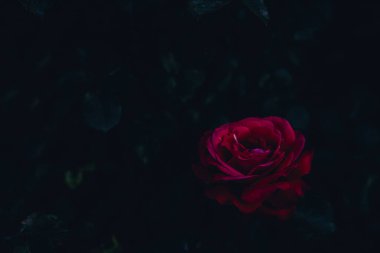 Gül yapraklarından oluşan arka planda kırmızı gül