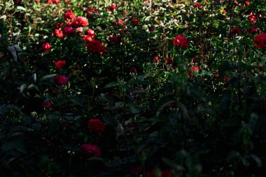 Çiçek açan ve büyüyen güller.