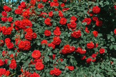 Çiçekli kırmızı güller