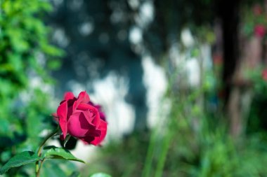 Büyüyen kırmızı gül çiçek açan tomurcukla