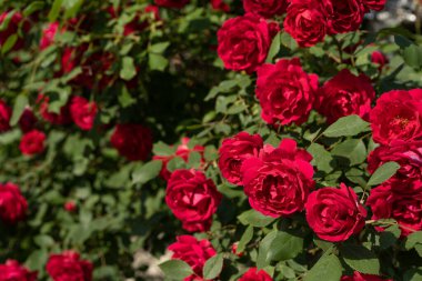 Tomurcukları açan kırmızı gül çalısı