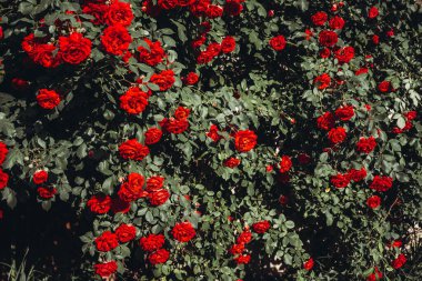 Çiçek açan kırmızı tomurcuklu gül çalısı