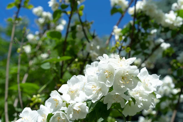 Blooming Jasmine Bush Sky — Stock Photo, Image