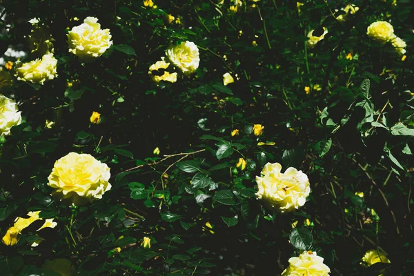 장미꽃피는 — 스톡 사진