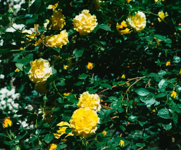 장미꽃피는 — 스톡 사진