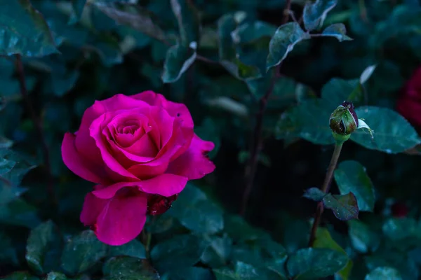 Flowering Red Rose Growing Ground — Stock Photo, Image