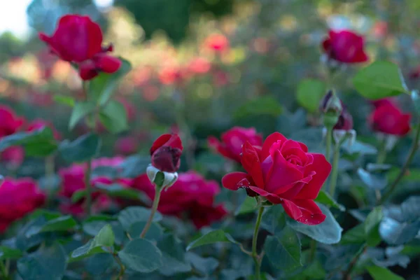 Növekvő Virágzó Rózsák Tisztasága — Stock Fotó