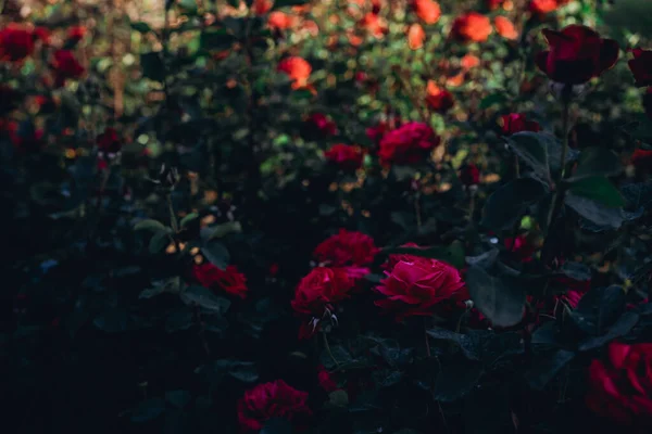 生长在地下的红玫瑰 — 图库照片