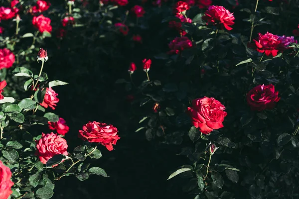 Toprakta yetişen kırmızı güller..
