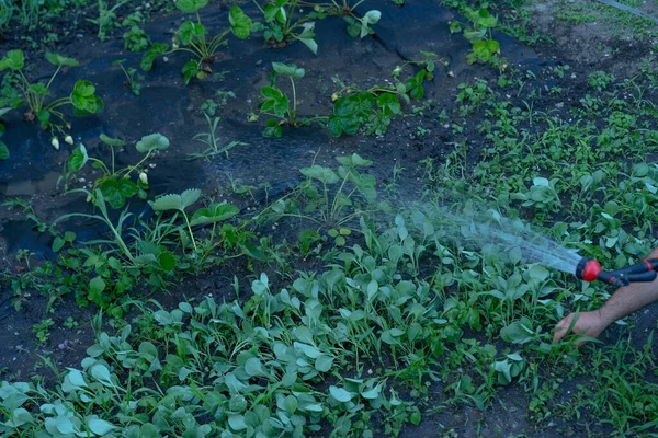 Riego Del Jardín Con Agua Una Manguera — Foto de Stock