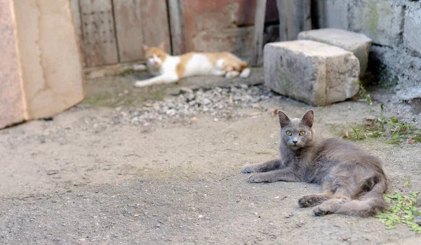 Regard Attentif Chat Étendu Sur Sol — Photo