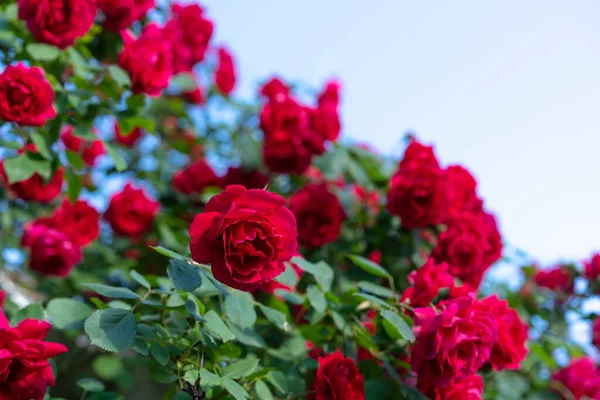 Blooming Rose Bush Buds — Stock Photo, Image