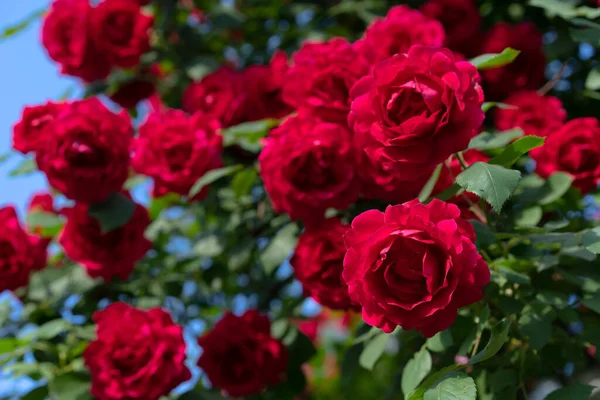 Červeně Kvetoucí Poupata Růží — Stock fotografie