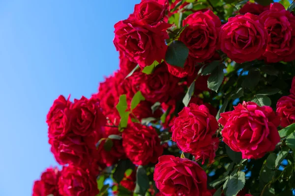Piros Rózsák Virágzó Bokra Felé — Stock Fotó