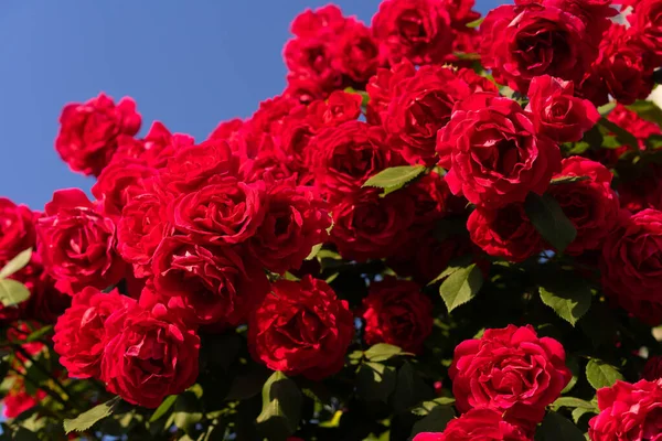 Rosa Roja Con Brotes Florecientes —  Fotos de Stock