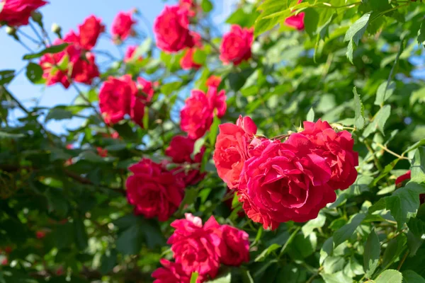 Vörös Rózsa Bozontja — Stock Fotó