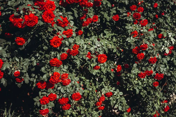 Rosenstrauch Mit Blühenden Roten Knospen — Stockfoto