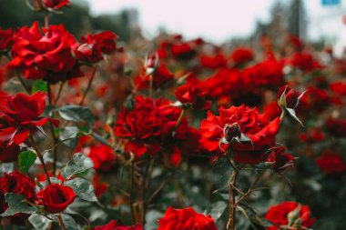 Toprakta büyüyen kırmızı güller