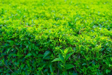 Kırpılmış bitkiler toprakta yetişir.