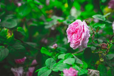 Bahçede pembe güller yetişir.