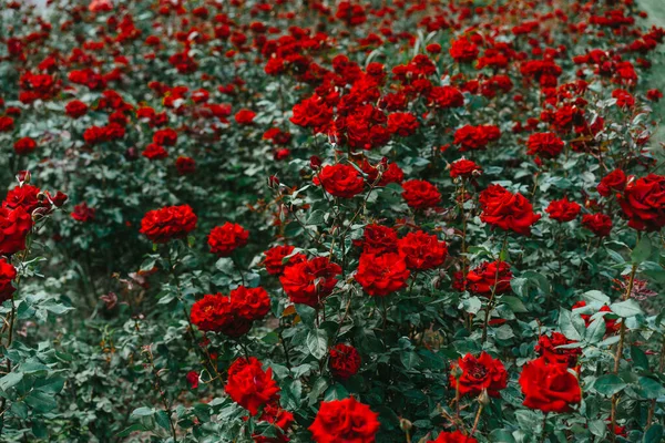 Červené Růže Rostoucí Zahradě — Stock fotografie