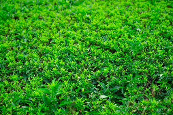 Piante Verdi Crescita Come Sfondo — Foto Stock