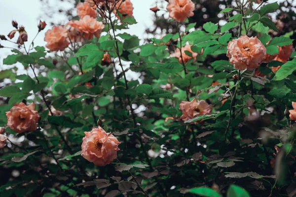 Πολλά Ανθισμένα Και Καλλιεργούμενα Πορτοκαλί Τριαντάφυλλα — Φωτογραφία Αρχείου