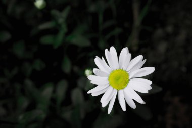 Bitkilerin arka planında beyaz taç yaprakları olan papatya çayı