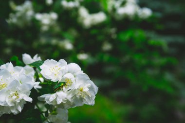 Yasemin üzerinde oturan tahtakurusu.