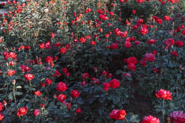 Toprakta büyüyen bir sürü gül