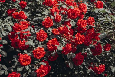 Çiçek açan kırmızı gülün çalısı