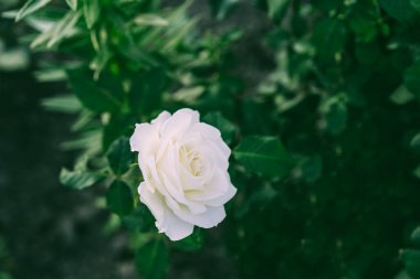 Bitkilerin arka planında açan beyaz gül