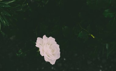 Koyu arkaplanda çiçek açan beyaz gül