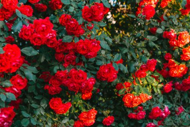 Büyüyen kırmızı bir gül çalısı