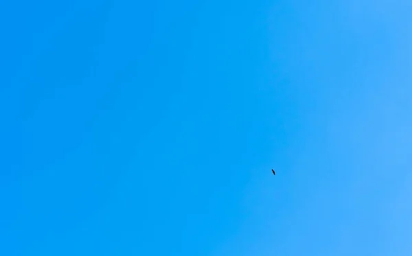 Águia Voando Céu — Fotografia de Stock