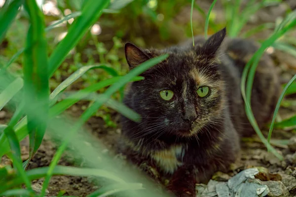 有绿眼睛的无家可归的猫 — 图库照片