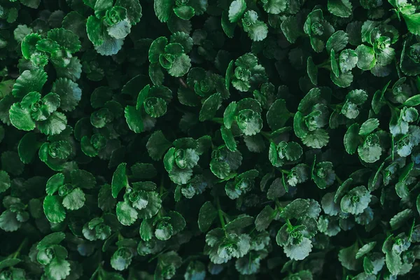배경을 이루는 녹색식물 — 스톡 사진
