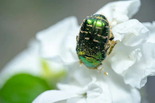 沙菲甲虫栖息在花朵上 — 图库照片