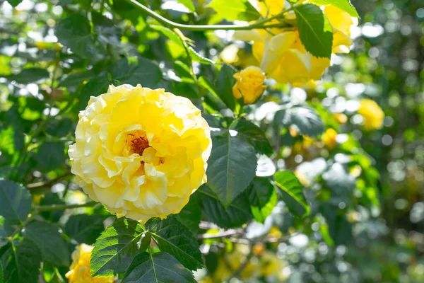 Rosa Amarilla Florece Sobre Fondo Plantas —  Fotos de Stock