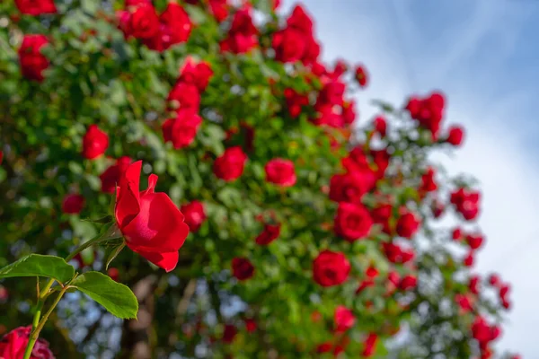 Bush Rostoucí Kvetoucí Rudé Růže — Stock fotografie