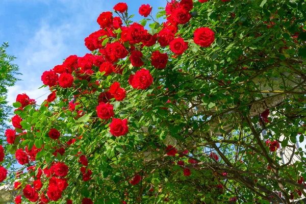 Büyüyen kırmızı bir gül çalısı